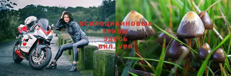 Галлюциногенные грибы Magic Shrooms  где найти наркотики  Воскресенск 